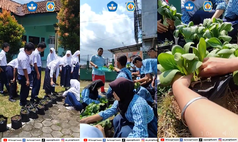 Panen Pakcoy Tabulapot, Siswa SMP Gunungjati Kembaran Belajar Bertani dengan Semangat dan Kreativitas
